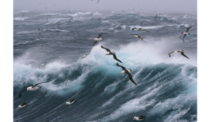 seagulls in a storm at sea