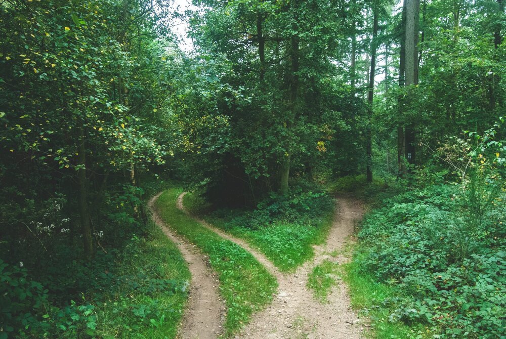 a fork in the road on a hiking trail