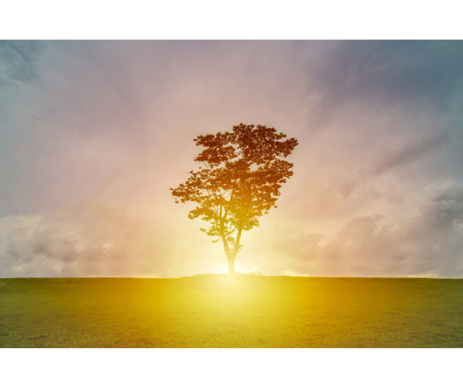 sunrise and tree - make the most of each day